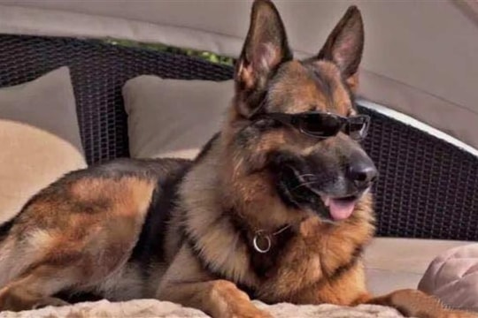 Chú chó giàu nhất thế giới: Gia tài 8 ngàn tỷ, có công ty riêng, biệt thự 7000m2