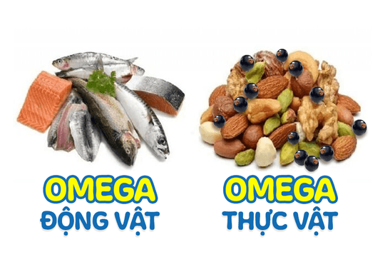 Khác biệt giữa Omega thực vật và Omega động vật các mẹ cần biết