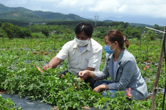 Giữa đại dịch, Kon Tum đột phá trong sản xuất và tiêu thụ sản phẩm OCOP