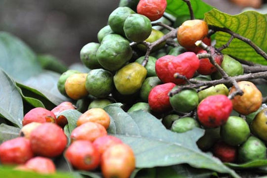 Hoài niệm chùm dâu da xoan, chua chua ngọt ngọt chứa cả bầu trời tuổi thơ