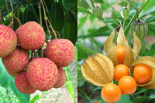 Những loại quả rẻ bèo ở Việt Nam nhưng sang nước bạn lại là 'hàng hiếm' đắt đỏ