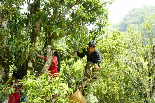 Rừng chè cổ thụ - kho báu của người dân Tủa Chùa