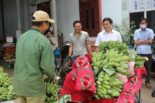 Tín hiệu vui với cây chuối tây ở Sơn La