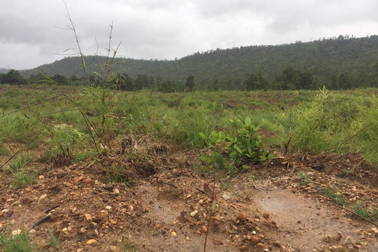Gia Lai: Khởi tố vụ tàn phá 4.400m2 rừng phòng hộ