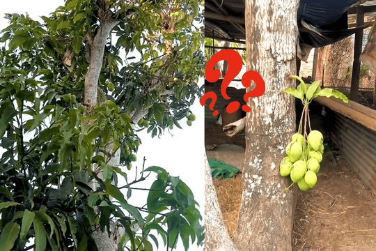 Cây xoài ‘sợ độ cao’ ra đầy trái ở vị trí bất ngờ khiến gia chủ một phen bối rối