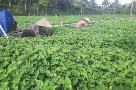 Nông dân trồng rau diếp cá thu lãi đến hơn 300 triệu đồng/ha