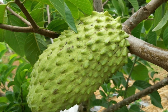 Trồng na khổng lồ thơm mùi sầu riêng, vụ đầu 'trúng' ngay 14 tỷ