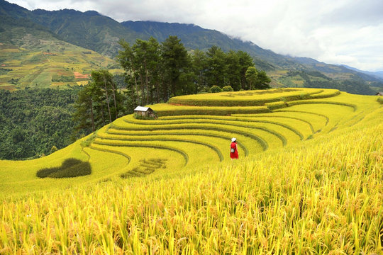 Chiêm ngưỡng vẻ đẹp ruộng bậc thang Mù Cang Chải mùa lúa chín