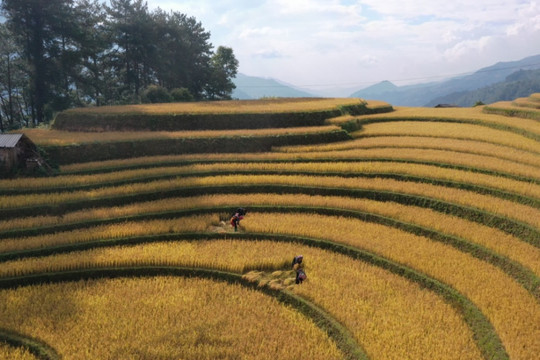 Lúa chín vàng trên những triền ruộng Mù Cang Chải