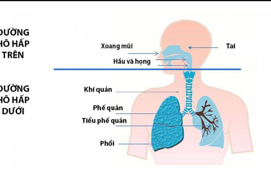 Tại sao những người viêm xoang lại hay có bệnh lý ở phổi đi kèm?