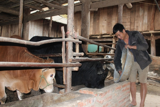 Nông dân Sơn La chủ động dự trữ thức ăn cho đàn vật nuôi trong mùa đông