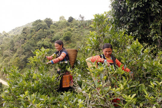 Khi chè cổ thụ “xuống núi”