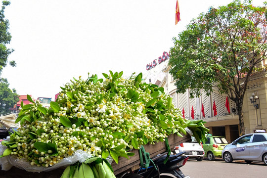 Hoa bưởi đầu mùa tỏa hương khắp phố phường Hà Nội