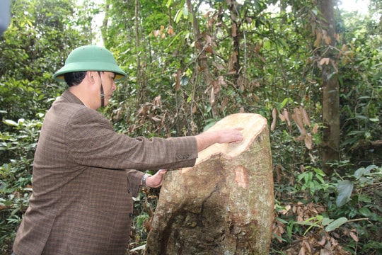 Gia Lai liên tiếp phát hiện phá rừng