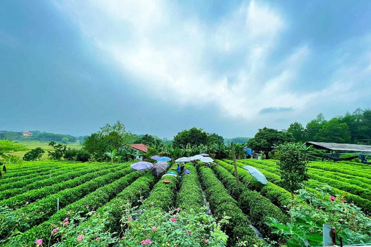 "Khăn gói" về quê trồng chè, chàng thanh niên 9X khởi nghiệp thành công