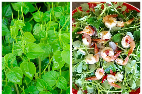 Loại rau từng bị coi là cỏ dại ở Việt Nam, nhưng trên thế giới là vị thuốc quý