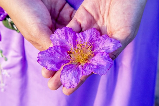 Hoa bằng lăng bung nở, nhuộm tím phố biển Hạ Long