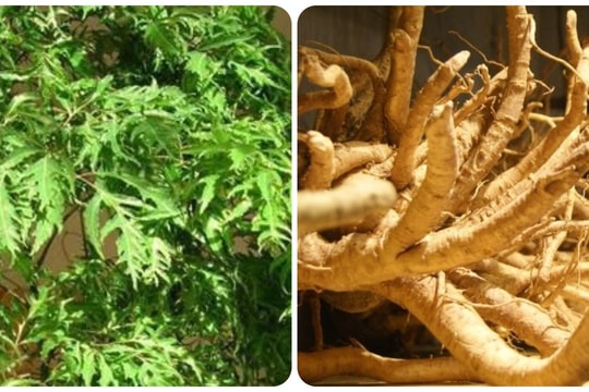 9 bài thuốc chữa bệnh từ cây đinh lăng