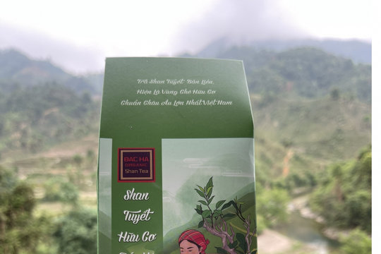 Bà con Bản Liền làm giàu từ chè xuất khẩu sang châu Âu