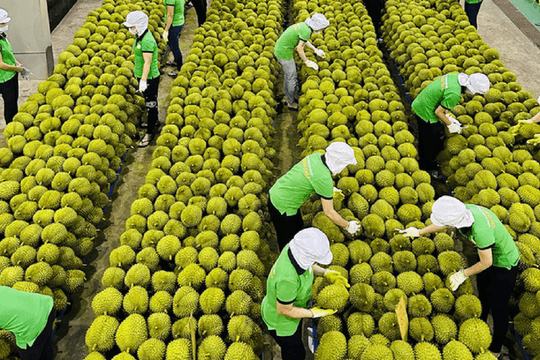 6 mặt hàng nông sản xuất khẩu chủ lực nửa cuối năm 2023, kỳ vọng hút tỷ USD