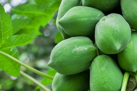 Đu đủ xanh có tác dụng bất ngờ với tóc và da