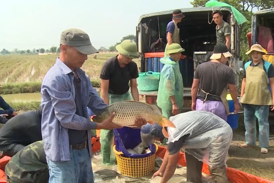 Hà Nội nuôi trồng thủy sản bền vững gắn với tái cơ cấu nông nghiệp