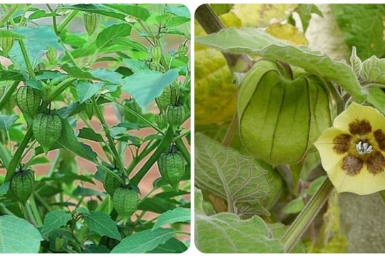 Rau tầm bóp có tác dụng gì với sức khoẻ?