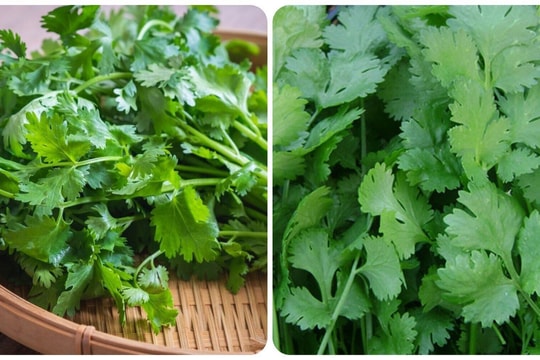 Tác dụng của rau mùi - loại rau gia vị không thể thiếu trong mâm cơm ngày Tết