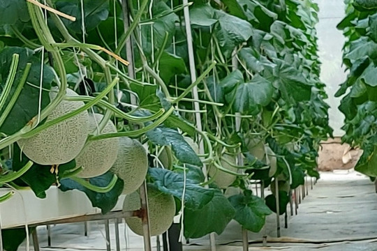 Người phụ nữ khởi nghiệp thành công từ trái dưa lưới