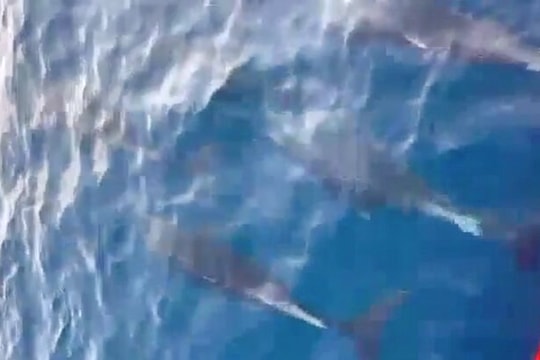 Cả trăm con cá heo bơi tung tăng ở Mũi Điện, Phú Yên