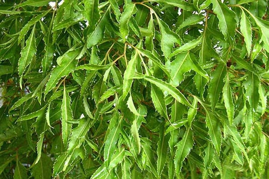 Công dụng chữa bệnh của đinh lăng