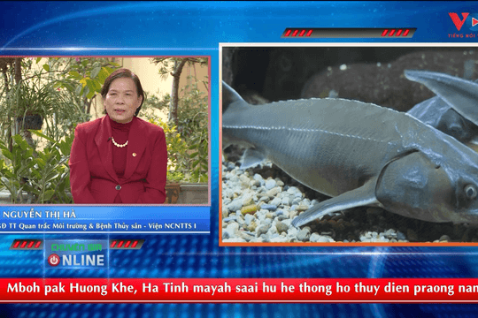VIDEO - Lưu ý trong chăm sóc, nuôi dưỡng cá tầm nước lạnh ở vùng cao