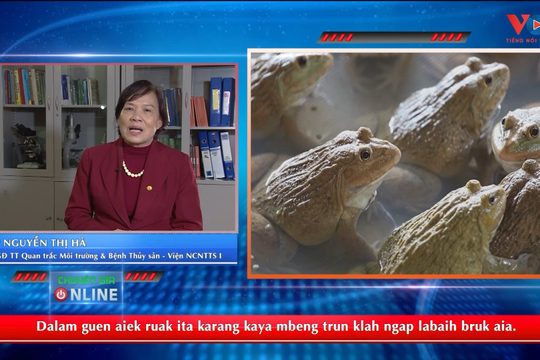 VIDEO - Phòng trị một số bệnh thường gặp trên ếch nuôi