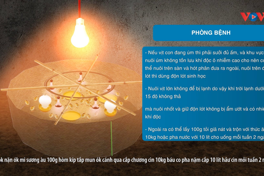 VIDEO - Vịt khò khè, ngửa cổ táp táp là bị bệnh gì 