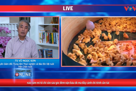 VIDEO - Những lưu ý trong giai đoạn nuôi úm vịt, ngan để đạt hiệu quả cao