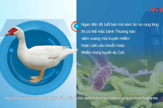 VIDEO - Cách phòng và khắc phục vịt, ngan chậm lớn