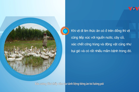 VIDEO - Nuôi vịt an toàn sinh học là như thế nào