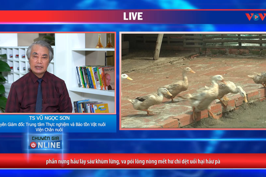 VIDEO - Làm sao nuôi vịt kết hợp với nuôi cá có hiệu quả