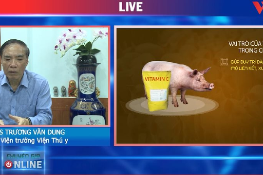 Video: Thức ăn cho lợn  thịt và những lưu ý để chăn nuôi hiệu quả