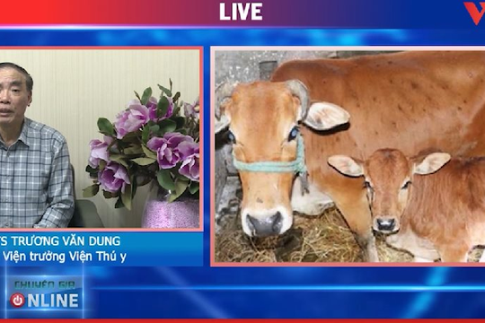 Video: Bệnh viêm da nổi cục và các bệnh về da thường gặp trên trâu bò