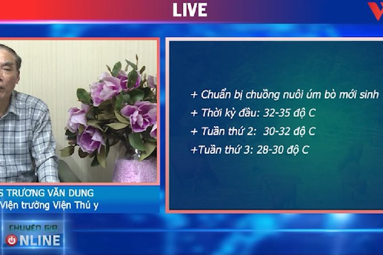 Video: Cách chăm sóc bê con lớn nhanh