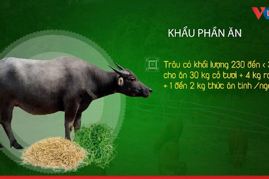 Video: Những câu hỏi thường gặp khi vỗ béo cho bò