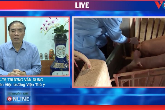 Video: Cách cho heo nái  ăn trong thời kỳ tiết sữa