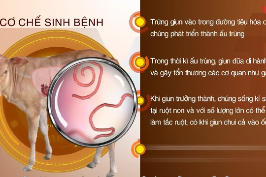 Video: Giun đũa ở bê nghé - nhận biết và phòng tránh