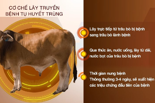 Video: Điều trị bệnh tụ huyết trùng ở trâu bò