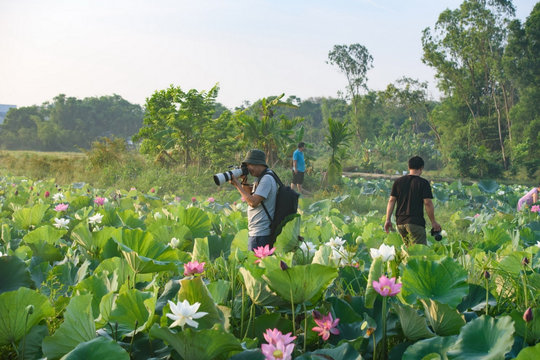Bình yên mùa sen trắng xứ Huế