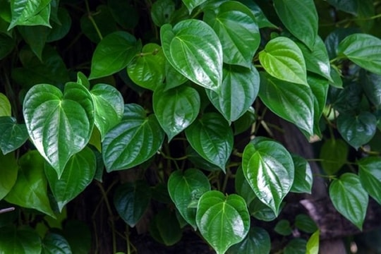 Cây thuốc quý có nhiều ở Việt Nam nhưng ít người sử dụng