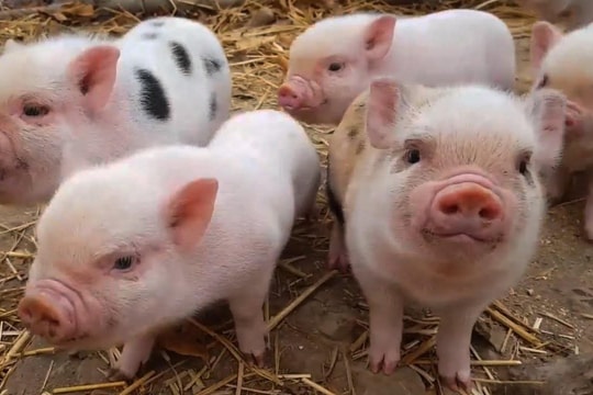 VIDEO - Tập cho lợn con ăn sớm như thế nào