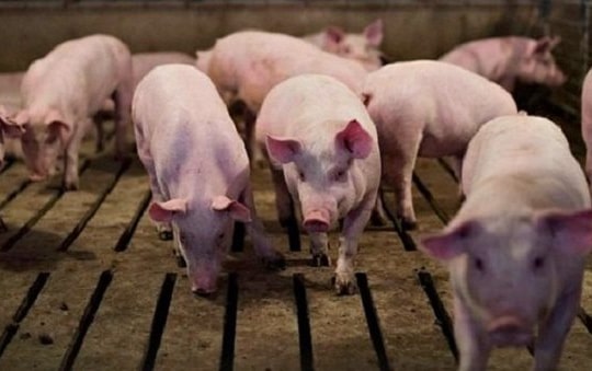 VIDEO - Chăm sóc lợn đực giống để hiệu quả cao