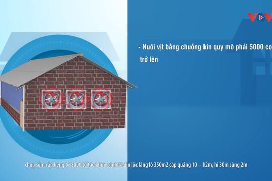 VIDEO - Chuồng trại nuôi vịt cần phải đảm bảo những yêu cầu nào